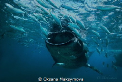 Whale shark by Oksana Maksymova 